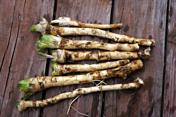 Freshly picked horseradish roots on a wooden table
