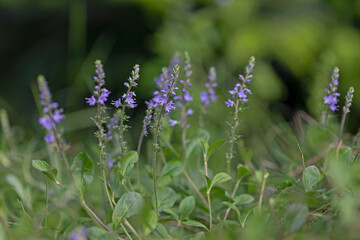Blue flower Veronica officinalis is a perennial medicinal plant of the family Plantaginaceae. Heath...