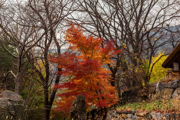 Majestic colorful tree,red and orange autumn leaves.