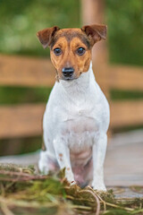 Jack russell terrier portrait. Photographed close-up.