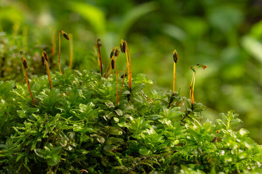 Green moss Mnium sp., сlose-up. 