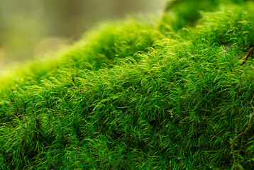 Wonderful green moss Dicranum, full focus, with blurred bokeh background. Green moss in the forest, full focus.  