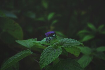 dragonfly on a leaf