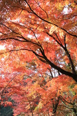秋　紅葉　もみじ　庭園　葉　かえで　庭