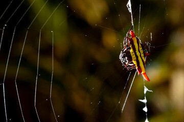 Close-up Spiny spider on the net in nature
