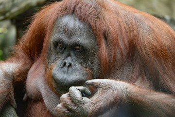 big orangutan looks,close-up
