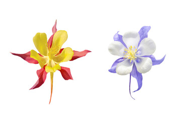 Couple of red and blue aquilegia flowers isolated on white background