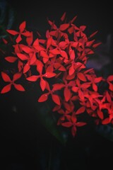 red petals