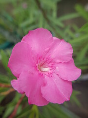 Beautiful pink flower 