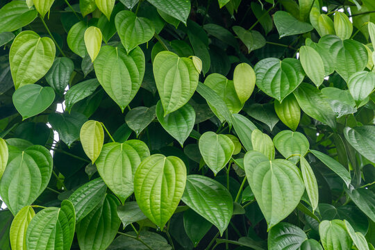 Pepper leaves , Top full screen view of leaves