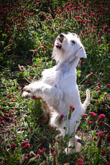 Adult white schnauzer miniature is begging  in crimson clover. She is very happy outside in spring