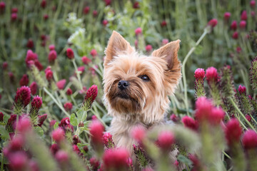 Small dog of yorkshire is sitting in crimson clover. It was so tall so he must jump.