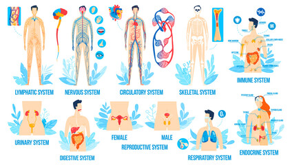 Human body anatomy, organ systems vector illustration set. Cartoon flat anatomical infographic college poster with internal respiratory, male female reproductive, lymphatic nervous endocrine system