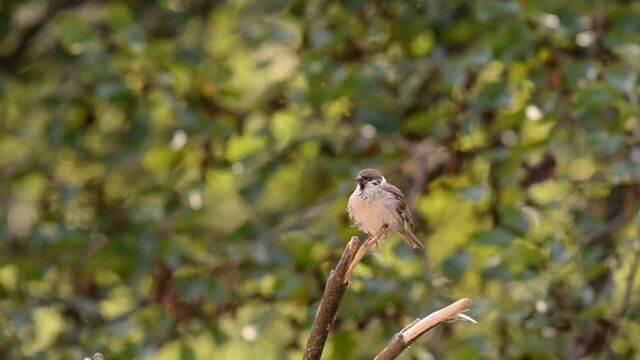 sparrow singing on the spring branch