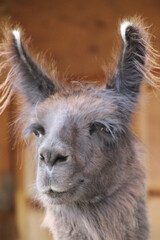 close up of a llama