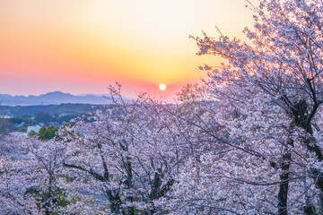 Fototapeta na wymiar Cherry blossom season night view on spring at Kikuchi Park, Kikuchi, Kumamoto, Japan