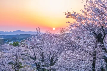 Foto auf Acrylglas Cherry blossom season night view on spring at Kikuchi Park, Kikuchi, Kumamoto, Japan © WeiChan