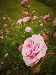 pink rose in garden