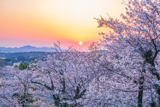 Cherry blossom season night view on spring at Kikuchi Park, Kikuchi, Kumamoto, Japan