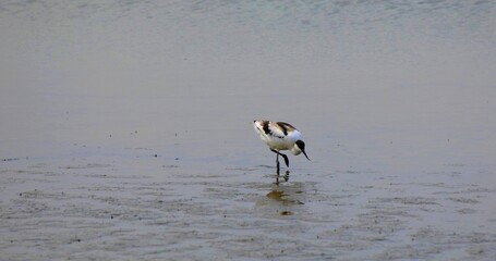 Photo of a black and white Herons which are fishing
