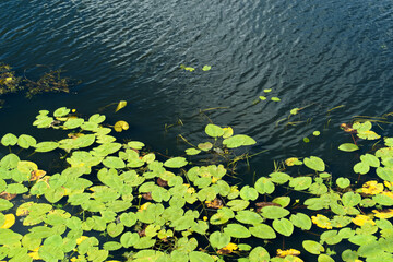 Water lily leaves in water