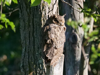 Obraz premium Great Horned Owl