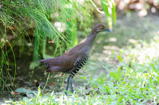Slaty-Leged Crake in garden and small jungle