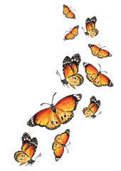 Flying Butterflies