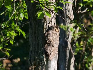 Obraz premium Great Horned Owl
