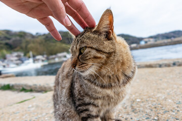 Many cute cats on the famous cat island 
