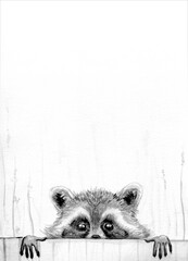 a raccoon is peeking out from behind the fence © Liubov