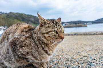 Many cute cats on the famous cat island 