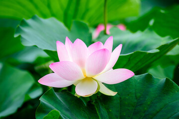 Fototapeta premium Delicate vivid pink and white water lily flowers (Nymphaeaceae) in full bloom and green leaves on a water surface in a summer garden, beautiful outdoor floral background photographed with soft focus.