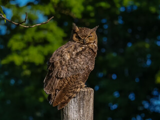 Great Horned Owl