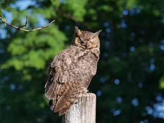 Great Horned Owl
