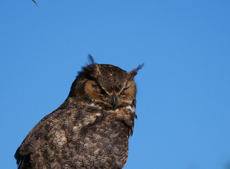 Great Horned Owl