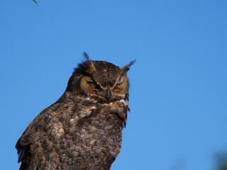 Great Horned Owl