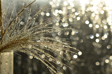 A sprig of wild spikelet with dew drops on a background of bokeh lights