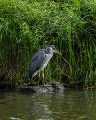 Grey Heron beside reeds along river bank.
