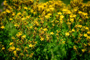 Many delicate yellow flowers of Hypericum perforatum plant, commonly known as.perforate or common St John's wort, in a garden in a sunny spring day