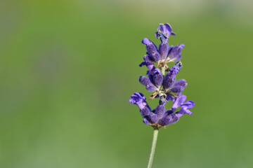 Lonely stem of lavender on natural green background