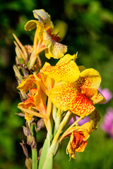 Vivid yellow and red flowers of Canna indica, commonly known as Indian shot, African or purple arrowroot, edible canna or Sierra Leone arrowroot, in soft focus, in a garden in a sunny summer day.