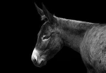 Fototapeta na wymiar Portrait of a little domestic donkey on a contrasting black background