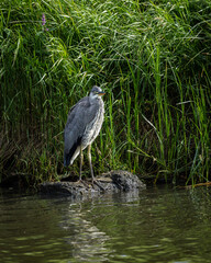 Grey Heron beside reeds along river bank.