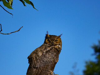Great Horned Owl