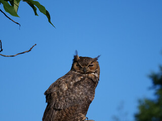 Great Horned Owl