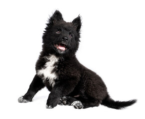 Adorable black fluffy puppy sitting sideways. 12 week old male dog. Full body portrait of Australian Shepherd x Keeshond mixed breed puppy.  Isolated on white.