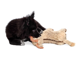 Fluffy black puppy chewing on dog toy, lying sideways. 12 week old male dog. Full body dog portrait of Australian Shepherd x Keeshond. Concept for puppy playtime or teething. Isolated on white.