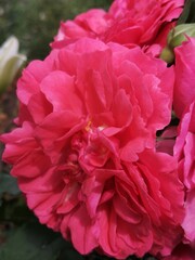 pink carnation flower