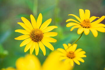 yellow dandelion flower with leaves close up